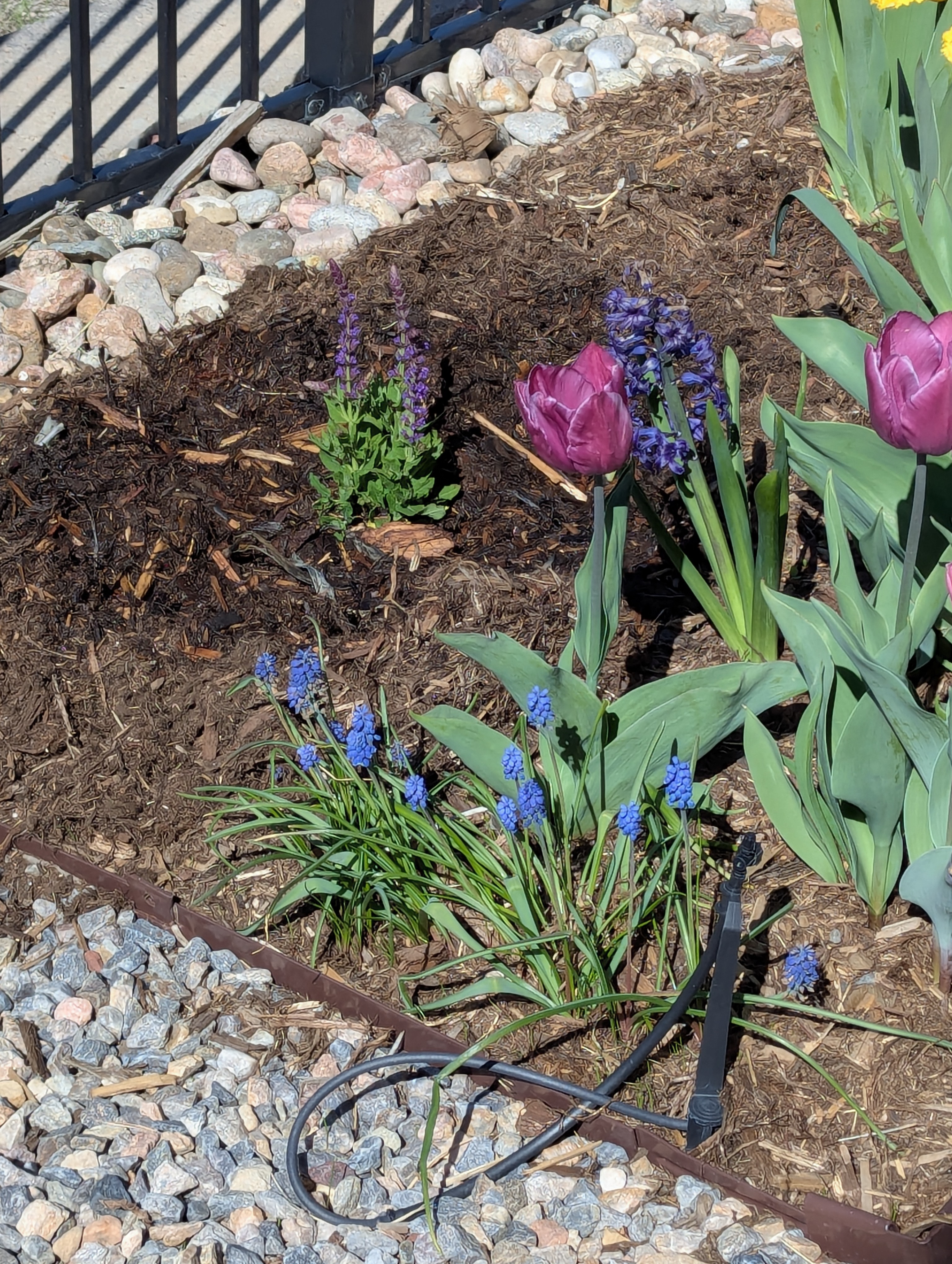 Garden, Flowers, Morrison, Colorado